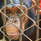 Illustration for article titled Advocacy Group to Name Captive Chimp as Plaintiff in Historic Case